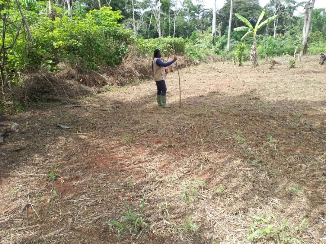 Windrowing operation (agroecological approach) during the establishment of the community field in the CCMA of Schouam